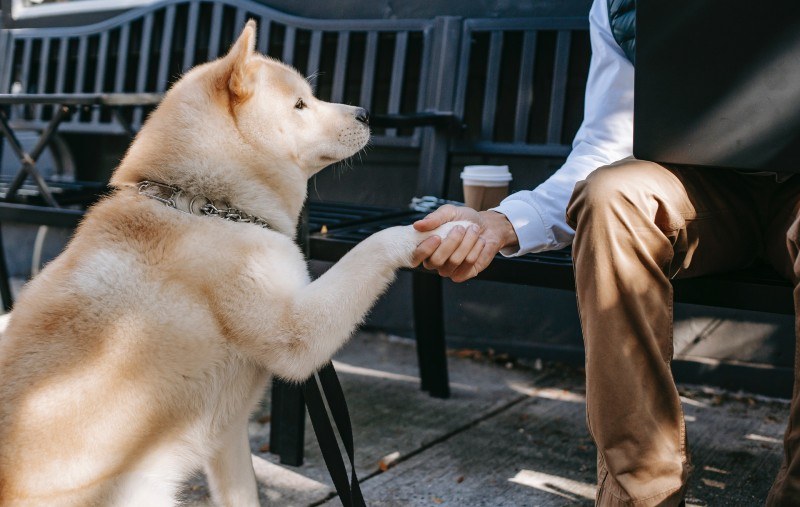 Dog-neighborhood.jpg?mtime=20210208141135#asset:37679