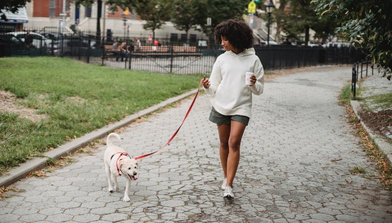 happy-dog-philly.jpg?mtime=20210106173807#asset:37592