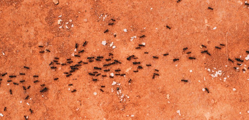 insect-infestation.jpg?mtime=20210325172758#asset:37814