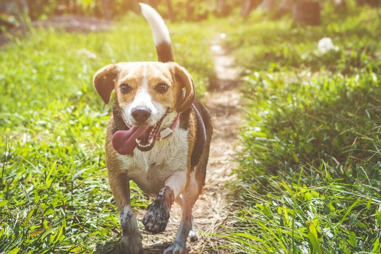 The 3 Best Places to Live in Orlando if You Own a Dog